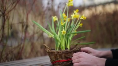 Sarı çiçekli yakın çekim kabı ve kırmızı kurdele bağlayan erkek eli. Şehir caddesinde bitki yetiştiren tanınmayan beyaz bir adam. Doğa ve yaşam tarzı kavramı