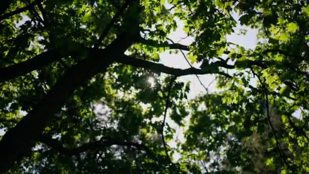 从底部的角度来看 阳光穿过绿树 缓缓地照射着树叶 春夏时节 公园森林里阳光普照 自然和生态概念 — 图库视频影像