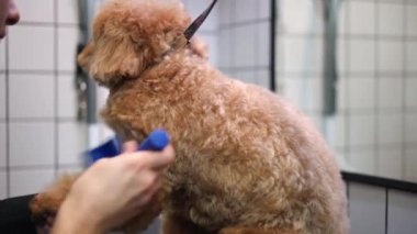 Profesyonel evcil hayvan tımarcısı kürkü içeride fırçalayan meraklı Barbet. Beyaz adamın şımartılmasından hoşlanan sevimli bir evcil köpek. Hayvanlar ve bakım konsepti