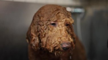 Kıvırcık saçlı, ıslak köpek kafası ve ağır çekimde şampuan süren beyaz kadın elleri. Profesyonel tımarcı ile meraklı kahverengi Bichon Frise içeride hayvanları yıkıyor.