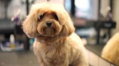 Evcil hayvan bakım salonunda oturmuş kameraya bakan şirin Bolonez köpeğinin portresi. Ön manzara, yavaş çekimde poz veren meraklı, sakin, evcil hayvandan uzaklaşır.