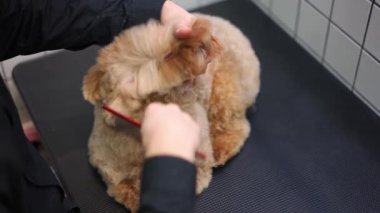 Yüksek açılı kahverengi köpek, erkek eli, fırçalayan kıvırcık saçları yavaş çekimde kurutuyor. Tanınmayan Kafkasyalı genç adam evcil hayvan bakımında kuaförlük yapıyor.
