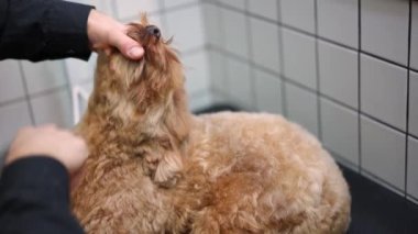İtaatkar köpeğin erkek eli, kuruyan kürkü yavaş çekimde tarıyor. Tanınmayan erkek, beyaz profesyonel tımarcı Barbet 'i evcil hayvan tımarhanesinde fırçalıyor.