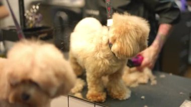 Tıraş bıçağıyla kürkü budayıp kesen dövmeli, küçük sevimli bir köpeğin yansıması. Bolonez 'i tımarhanede yetiştiriyorum. Profesyonel tımarcı evcil hayvanla ilgileniyor.