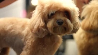 Çekici Bolonez köpeği başını sallıyor tanınmaz halde vücudu jiletle buduyor. Dövmeli profesyonel beyaz kadın kuaför. İçeride sakin hayvanlarla ilgileniyor.