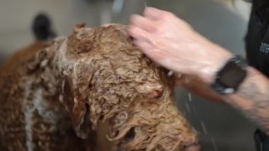 Dövmeli kadın elleri içeride kıvırcık saçlı köpek kafası şampuanlıyordu. Manikür salonunda evcil hayvan yıkayan tanınmayan genç, profesyonel, beyaz bir kadın.