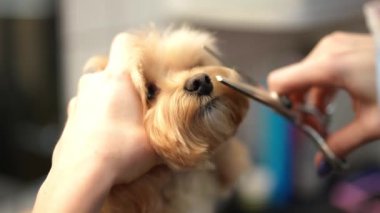 Ağızlıktan kürkü yavaş çekimde kesen dişi eli olan küçük köpeğin yakın çekimi. Tanımlanamayan profesyonel kadın Kafkas tımarcısı evcil hayvan tımarında uysal sakin Bolonez.