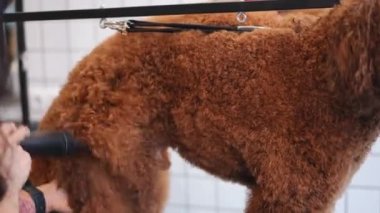 Kahverengi köpek, hayvan bakımında kürkü saç kurutma makinesiyle kurutan tanınmamış genç bir kadın gibi duruyor. Beyaz kadın tımarcı kıvırcık saçlı hayvanları kapalı mekanda temizliyor.