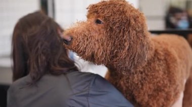 Kafkasyalı genç bir bayanın kürkünü kurutan kahverengi, büyük, ıslak bir köpeğin yüzü. İtaatkar bir hayvanın portresi evde, kadın tımar ediciyle yıkanmış köpeğe bakıyor.