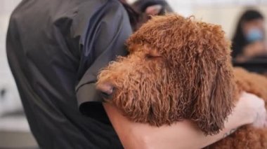 Yakından ıslak kahverengi Bichon Frise kameraya, hayvan bakımında kürkü yavaş çekimde kurutan beyaz bir kadın olarak bakıyor. Kapalı mekanda bir kadınla büyük bir köpeğin portresi