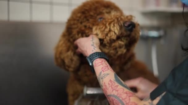 Татуированная Женщина Парикмахер Моет Бишон Фриз Вьющимися Волосами Помещении Крупным — стоковое видео