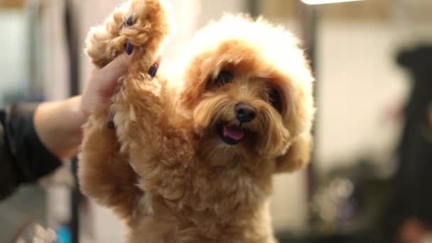 Framifrån Bedårande Bolognese Hund Tittar Kameran Stående Sällskapsdjur Grooming Salong — Stockvideo