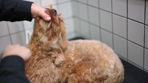 Αρσενικό Χέρι Κρατώντας Πρόσωπο Υπάκουος Σκύλος Χτένισμα Ξήρανση Γούνα Αργή — Αρχείο Βίντεο