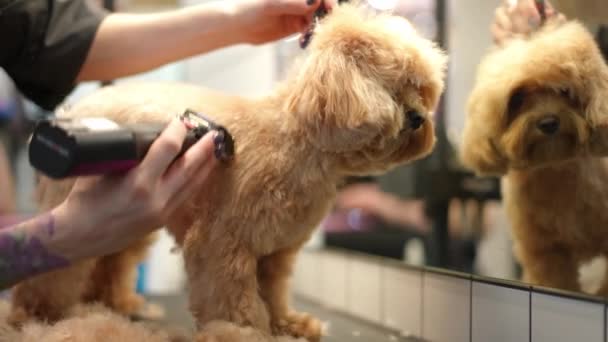 Πλευρική Άποψη Ηρεμία Μικρό Χαριτωμένο Σκυλί Στέκεται Στο Σαλόνι Καλλωπισμού — Αρχείο Βίντεο