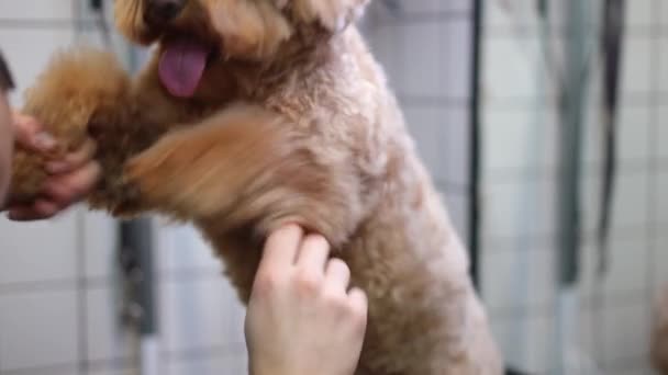 Voetstuk Schot Van Krullende Hond Achterpoten Met Mannelijke Blanke Bruidegom — Stockvideo