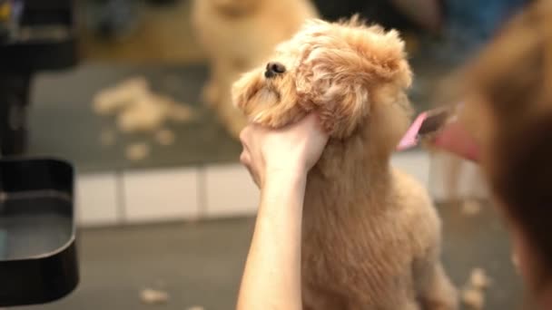 Πορτρέτο Του Μικρού Χαριτωμένο Σκυλί Ανακίνηση Σώμα Μετά Γυναίκα Κούρεμα — Αρχείο Βίντεο