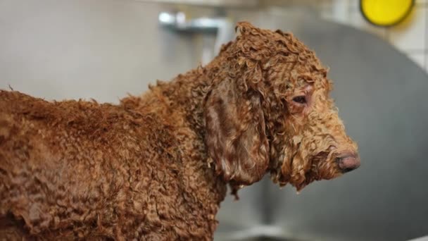 Zijaanzicht Portret Van Bruine Natte Hond Met Water Druppels Vallen — Stockvideo
