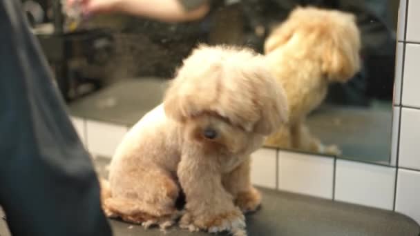Tarağı Hazırlamak Için Bekleyen Sevimli Kahverengi Kıvırcık Saçlı Köpeğin Portresi — Stok video