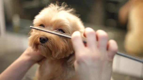 Närbild Brun Liten Hund Med Kvinnlig Hand Kamma Hår Ansiktet — Stockvideo