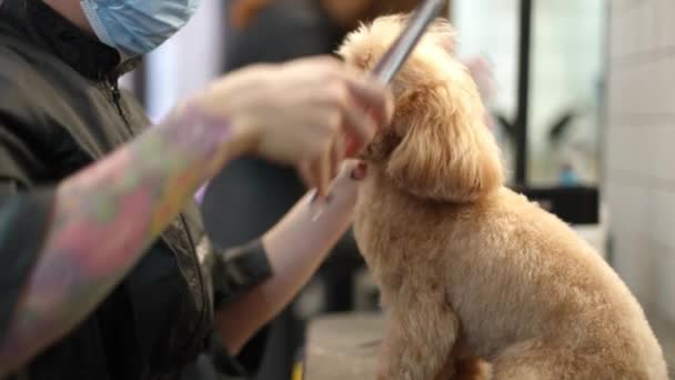 Side View Kleine Bolognese Hond Huisdier Grooming Salon Met Onherkenbaar — Stockvideo