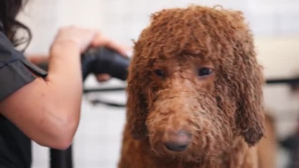 Vooraanzicht Portret Van Bruine Grote Hond Met Krullend Haar Huisdier — Stockvideo