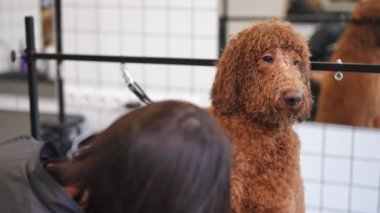 Büyük kahverengi köpeğin kürkünü evde ağır çekimde kurutan tanınmamış kadın tımarcı. Beyaz kadın, Bichon Frise 'i kuaförde tımar ediyor.