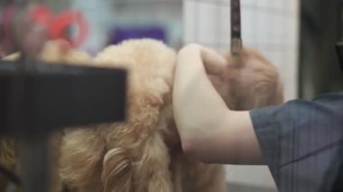 Tatmin olmamış köpek camından ateş etmek tüylerini kurutan tımarcı gibi havadan kaçmaya çalışmak. Kafkasyalı genç bir kadının evde tımar edildiği küçük bir hayvan.