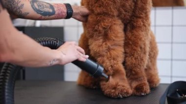 Dövmeli kadın eli, içeride tanınmayan kahverengi büyük bir köpeğin bacaklarının üzerinde kıvırcık kürk kurutuyor. Profesyonel Kafkasyalı genç kadın evcil hayvan kuaföründe itaatkar Bichon Frise 'i kurutuyor. Yavaş çekim