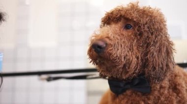 Kıvırcık kürklü, sakin, kahverengi köpeğin portresini yavaşça budadığı tanınamaz bir kadın tımarcı gibi göster. Bichon Frise, Kafkasyalı genç bir kadınla kapalı bir salonda tımar yapıyor.