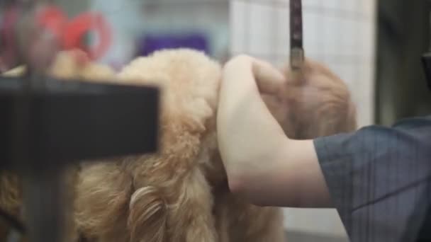 Schieten Door Glas Ontevreden Hond Proberen Ontsnappen Lucht Als Groomer — Stockvideo