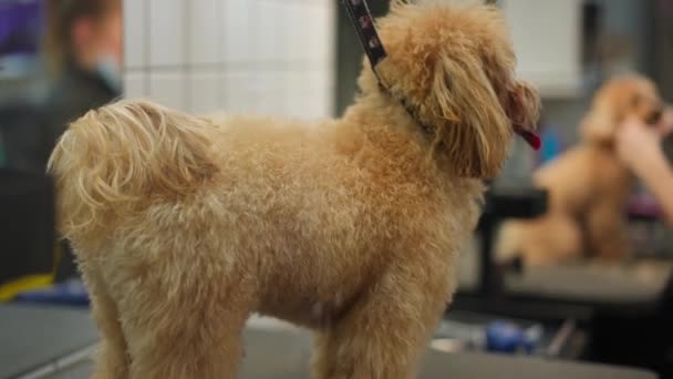 Sidovy Välpreparerad Barbet Hund Inomhus Sällskapsdjur Grooming Salong Bedårande Nyfikna — Stockvideo
