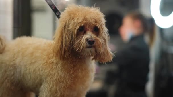 Side View Nyfiken Barbet Hund Tittar Upp Kaukasisk Man Med — Stockvideo