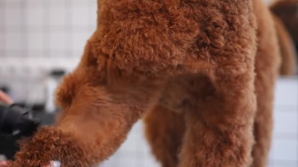 Close Drying Brown Fur Big Brown Dog Slow Motion Pet — Stock Video