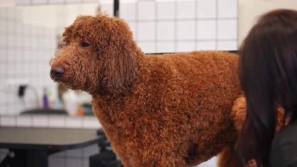 Σγουρά Μαλλιά Καφέ Μεγάλο Σκυλί Στροφή Κεφάλι Κοιτάζοντας Κάμερα Αργή — Αρχείο Βίντεο