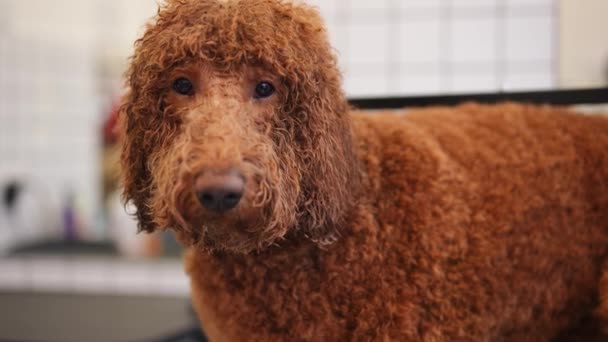 弗里斯看着镜头的肖像 棕色眼睛 动作缓慢 大狗在宠物店摆姿势 — 图库视频影像