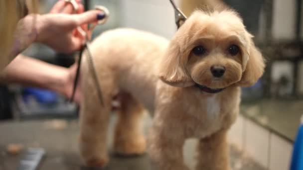 Portret Van Een Schattig Nieuwsgierig Hondje Dat Naar Camera Kijkt — Stockvideo