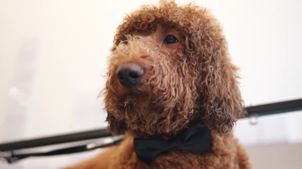 Närbild Porträtt Stor Brun Hund Med Fluga Husdjur Grooming Salong — Stockvideo