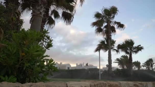 在塞浦路斯度假胜地的广袤的日出上 洒水器把水泼洒在绿色草坪上 黎明时分生长在室外草地上的棕榈树和灌木 — 图库视频影像