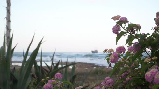 Γκρο Πλαν Ροζ Λουλούδια Ανθίζουν Θάμνους Στην Ακτή Της Θάλασσας — Αρχείο Βίντεο