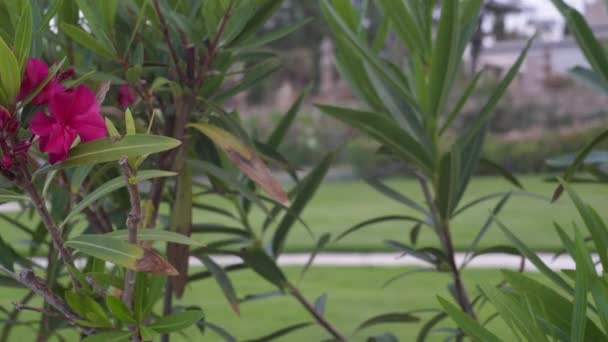 緑の葉と風で屋外に揺れる赤い花でクローズアップ茂み キプロスで成長している閉鎖植物 — ストック動画