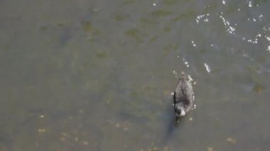 Güneşli bir günde sığ havuzda yüzen ördekler ve balıklar. Göldeki güneş ışığı altındaki hayvanlar