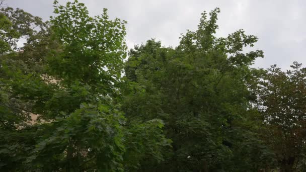 Легкий Дождь Падает Фоне Зеленых Корон Деревьев Облачного Неба Крупный — стоковое видео