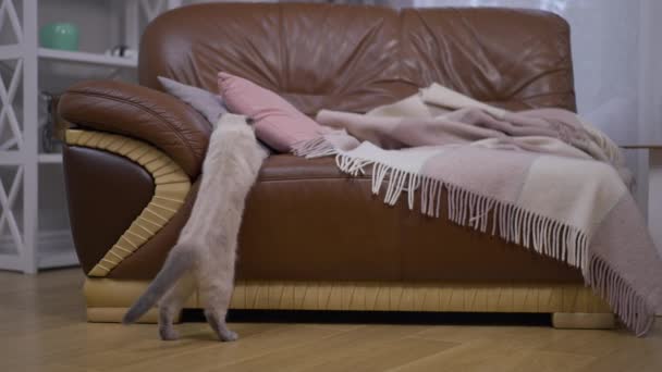 毛绒绒好奇的猫把前腿放在扶手椅上环顾四周 慢吞吞地离开 家居户户客厅里放肆好玩的家养猫 — 图库视频影像