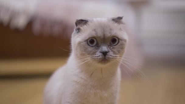 Retrato Close Gato Fawn Com Olhos Grisalhos Olhando Para Câmera — Vídeo de Stock