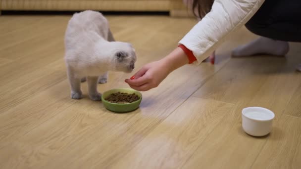 好奇的小猫在客厅里嗅着白种人的手和盘子里的食物 毛茸茸的小猫咪与无法辨认的年轻女子喂宠物 慢动作 — 图库视频影像