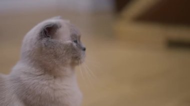 Yakından bakınca meraklı kedi yavrusu yukarı bakıyor ve ağır çekimde oyuncak izliyor. Şaşırmış, sevimli, sevimli bir kedi. Yüzünde heyecan var.