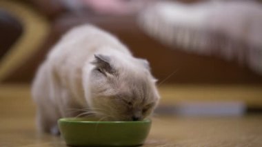 Şirin kedi ağır çekimde lezzetli kuru yemekleri içeride çiğniyor. Evde evcil hayvan yiyen sevimli evcil hayvan portresi.
