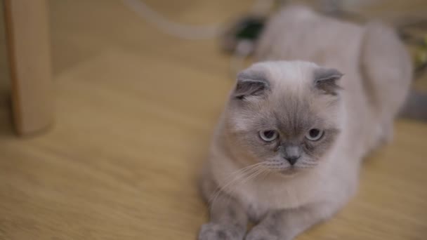 Retrato Vista Ángulo Alto Gato Esponjoso Acostado Suelo Que Mueve — Vídeos de Stock