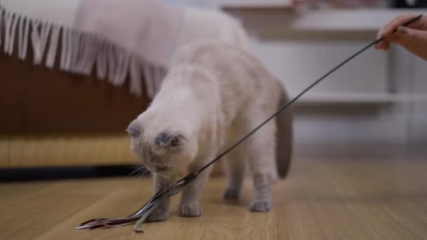 Wide Shot Portrait Purebred Scottish Fold Ignoring Toy Looking Away — Stock Video
