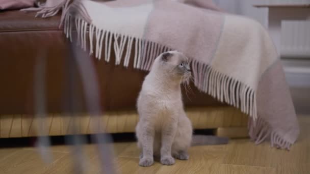 Schöne Flauschige Katze Die Auf Der Couch Wohnzimmer Sitzt Spielzeug — Stockvideo